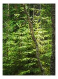 Tablou Canvas, "Pădurea t&acirc;nără sub razele soarelui", Copaci, Verde, Pădure, Lumină, Natură, Frunziș, Tulpină, Răcoare, Vegetație, Rășinos., 26 x 39 cm