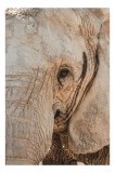 Tablou Canvas, "Căldura privirii unui elefant", Elefant, Majestuos, Impresionant, Puternic, Seren, Rugos, Venerabil, Natural, Profund, Inspirator, 26