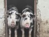 Vanzare PORC/CARNE de porc
