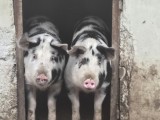 Vanzare PORC/CARNE de porc