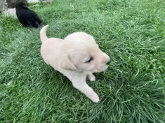 Vand Pui de Labrador Retriever Metis!! foto