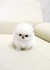 Pomeranian boo