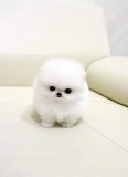 Pomeranian boo