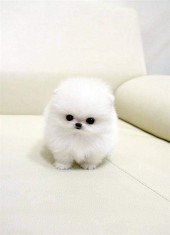 Pomeranian boo
