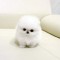 Pomeranian boo