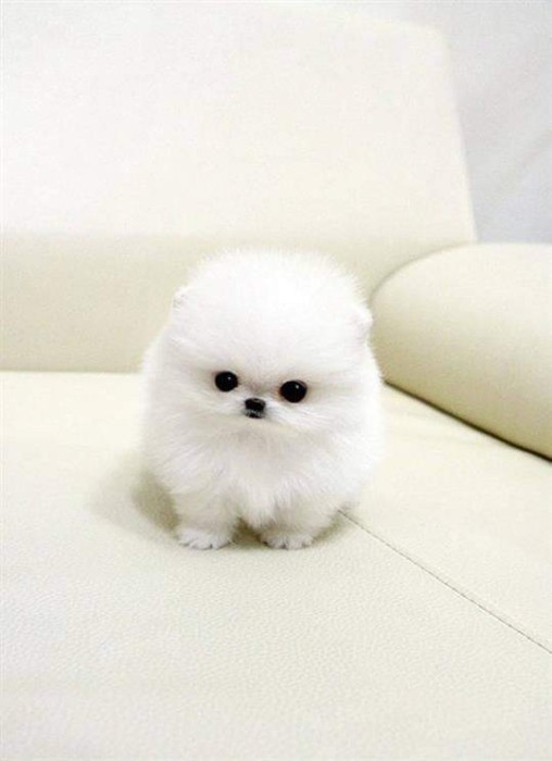Pomeranian boo