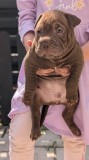 Catelusi metisi American Bully &amp; Shar-Pei &ndash; 2 luni