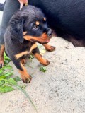 V&acirc;nd pui de rottweiler, Pedigree