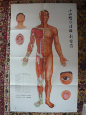 ACUPUNCTURA - 6 PLANSE ANATOMICE ALE PUNCTELOR DE ACUPUNCTURA foto