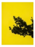 Tablou Canvas cu imagine naturală - Splendoarea Șoaptelor &icirc;n Razele Solare, 26 x 39 cm, CMCLASS