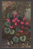 CPIB 20827 FELICITARE - CYCLAMEN EUROPACUM, PHOTOCHROMIE, NECIRCULATA