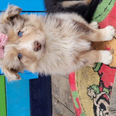 Pui Border Collie