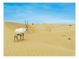 Tablou Canvas, "Oryx singur &icirc;n deșertul nesf&acirc;rșit", Antilopă, Deșert, Dune, Cer, Solitudine, Calm, Natură, Zare, Puritate, Armonie, 39 x 26 cm, CMCLAS