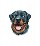 Cumpara ieftin Sticker decorativ Caine Rottweiler, Negru, 55 cm, 3724ST, Oem