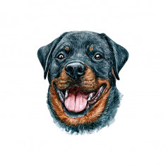 Sticker decorativ Caine Rottweiler, Negru, 55 cm, 3724ST