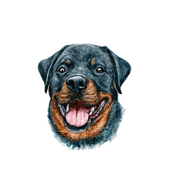 Sticker decorativ Caine Rottweiler, Negru, 55 cm, 3724ST foto