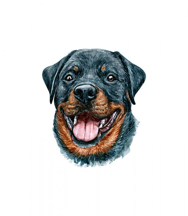 Sticker decorativ Caine Rottweiler, Negru, 55 cm, 3724ST