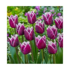 Lalele Tulipa, San Martin, Mov, 12/+, 1 Bulb