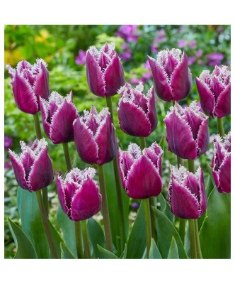 Lalele Tulipa, San Martin, Mov, 12/+, 1 Bulb foto