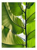 Tablou Canvas, "Frumusețea verde a naturii tropicale", Verde, Frunzos, Natură, Lumină, Umbre, Detalii, Textură, Vibrant, Frumusețe, Vegetație, 26 x 39
