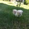 Căței bichon maltez mini toy.
