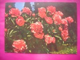 HOPCT 11475 BUJORI -CP FELICITARE FLORI- ROMANIA-NECIRCULATA