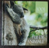 1001 DE FOTOGRAFII -PUI DE ANIMALE