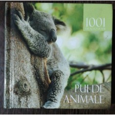 1001 DE FOTOGRAFII -PUI DE ANIMALE