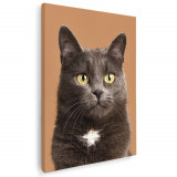 Tablou pisica British Shorthair maro pisici Tablou canvas pe panza CU RAMA 80x120 cm