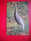 HOPCT 14846 COCOR -- PASARI -FAUNA - -NECIRCULATA