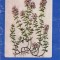 A. Agopian - Cimbrisorul
