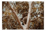 Tablou Canvas Natura Koala odihnindu-se printre ramuri mari, 39 x 26 cm, CMCLASS