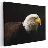 Tablou vultur cu capul alb vulturi Tablou canvas pe panza CU RAMA 60x80 cm