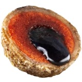 Boilies cu Miez Lichid LK BAITS Nutrigo, Plancton, 20mm, 200ml