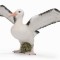Figurina Albatros Ratacitor L Collecta