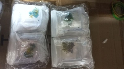 Decor pentru unghii, flori uscate D21 foto