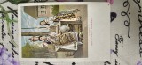 Carte postala SALUTARI DIN ROMANIA , LA FANTANA , editura Depositul Universal