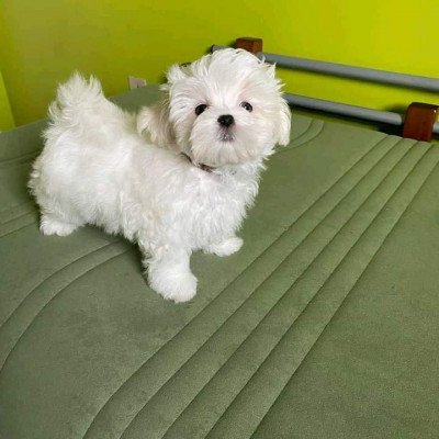 Bichon maltez foto