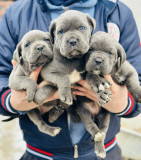 Cane corso pui Blue