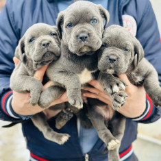 Cane corso pui Blue