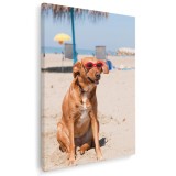 Tablou caine cu ochelari pe plaja Tablou canvas pe panza CU RAMA 80x120 cm