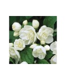 Philadelphus &#039;Virginal&#039;, iasomie batuta, arbust ornamental parfumat, la ghiveci, 1 buc, Oem