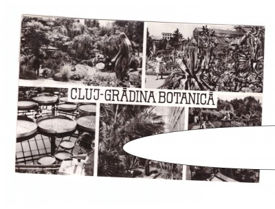 CP Cluj - Gradina botanica, mozaic, RSR, circulata 1966, stare buna foto