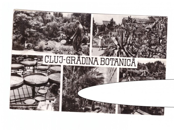 CP Cluj - Gradina botanica, mozaic, RSR, circulata 1966, stare buna