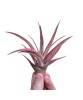 Plantă aeriana, Tillandsia Capitata Peach Red, Medie, 8 x 8 cm, Oem