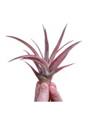 Plantă aeriana, Tillandsia Capitata Peach Red, Medie, 8 x 8 cm, Oem