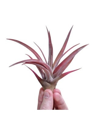 Plantă aeriana, Tillandsia Capitata Peach Red, Medie, 8 x 8 cm foto