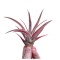Plantă aeriana, Tillandsia Capitata Peach Red, Medie, 8 x 8 cm