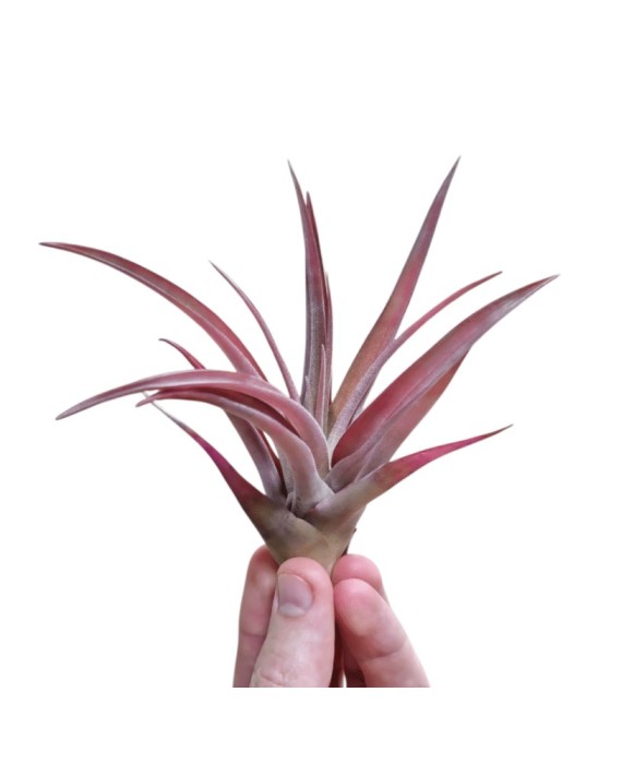 Plantă aeriana, Tillandsia Capitata Peach Red, Medie, 8 x 8 cm