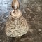 Decantor argint filigranat, probabil China, sfarsit sec XIX, cca 700 ml,dragoni